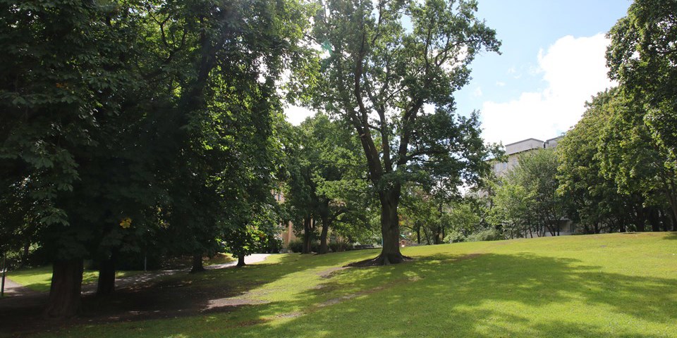 En park med gräsmatta, stora grönskande lövträd och gångbana.