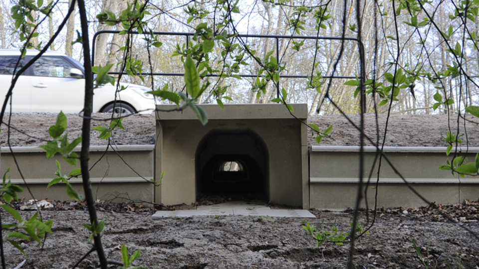 Öppningen till en grodtunnel omgiven av grönskande trädgrenar.