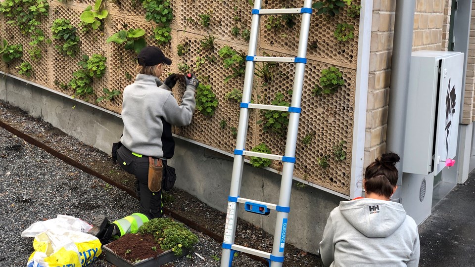 Två personer som planterar gröna växter på en växtvägg, foto.